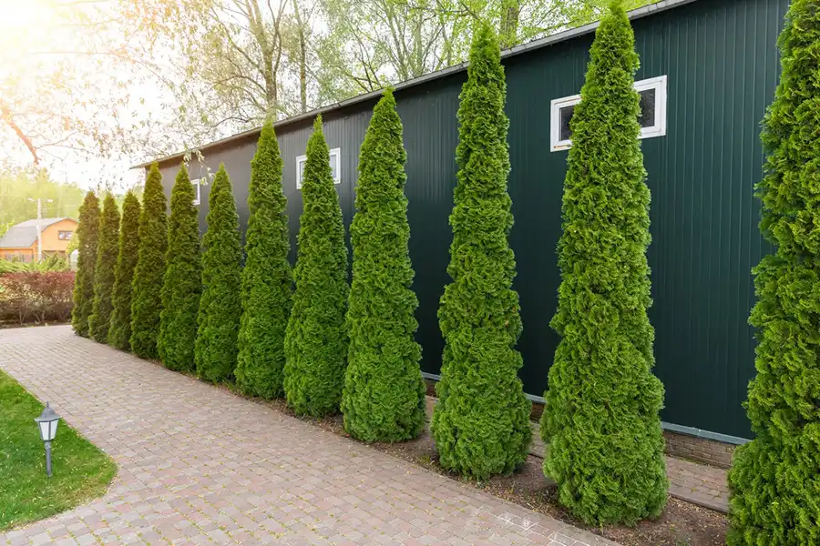 Reliable Landscaping Landscaping